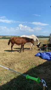 Photo de galerie - Je suis propriétaire de chevaux je peux nourrir les votre en cas d absence au alentour albi