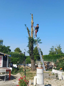 Photo de galerie - Elagage et coupe d'arbres