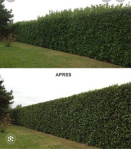 Photo de galerie - Taille haies I