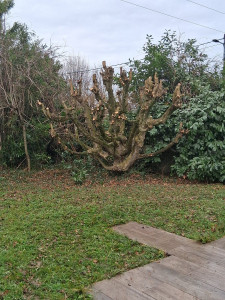 Photo de galerie - Elagage et coupe d'arbres