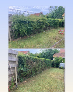 Photo de galerie - Entretien de haie