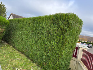 Photo de galerie - Taille de haie