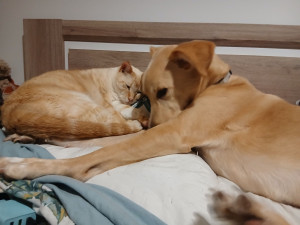 Photo de galerie - Chats et chiens sont mon quotidien 