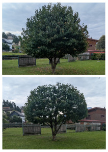 Photo de galerie - Elagage et coupe d'arbres