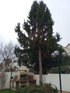 Photo de galerie - Elagage et coupe d'arbres