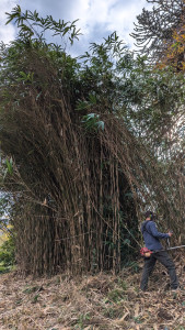 Photo de galerie - Tonte de pelouse - Débroussaillage