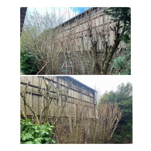 Photo de galerie - Elagage et coupe d'arbres