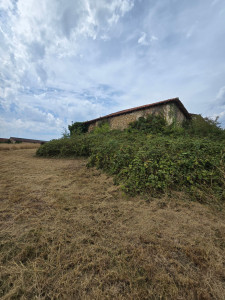 Photo de galerie - Tonte de pelouse et debroussaillage de ronces. 