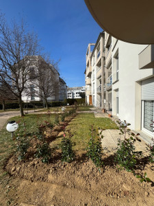 Photo de galerie - Plantation de phautinia en haie 