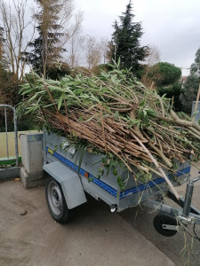 Photo de galerie - Évacuation des déchets verts 