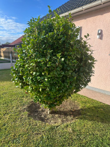 Photo de galerie - Taille de haies et d'arbustes