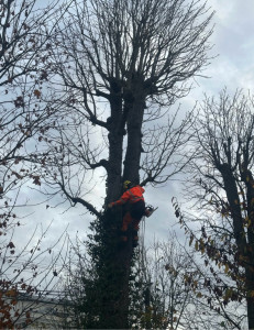 Photo de galerie - Elagage et coupe d'arbres