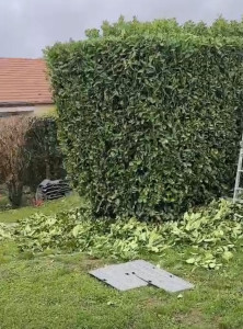 Photo de galerie - Taille arbuste en cube