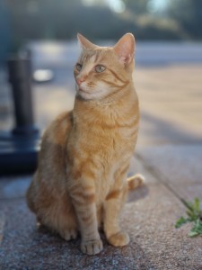 Photo de galerie - Garde chat