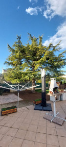 Photo de galerie - Elagage et coupe d'arbres