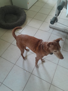 Photo de galerie - Gard
e petit chien senior