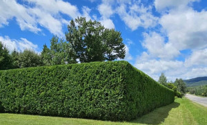 Photo de galerie - Taillage d’une haie 