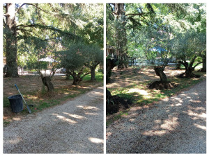 Photo de galerie - Nettoyage pieds d'oliviers 
