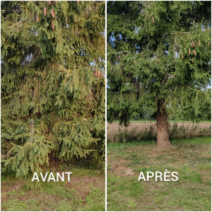 Photo de galerie - Elagage et coupe d'arbres