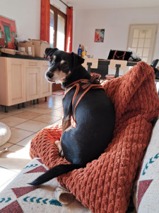 Photo de galerie - Un Pinscher bien à l'aise !