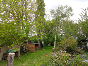 Photo de galerie - Elagage et coupe d'arbres