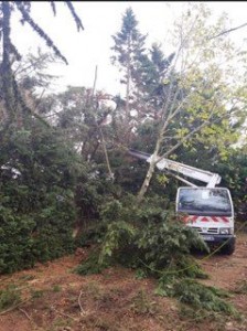 Photo de galerie - Elagage et coupe d'arbres
