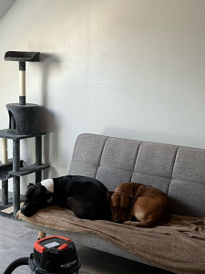 Photo de galerie - Les loulous 