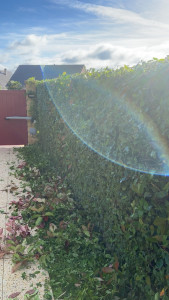 Photo de galerie - Taille de haie de photinia