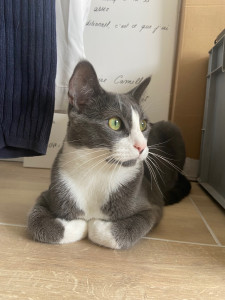 Photo de galerie - Tetsu, mon chat.