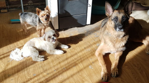 Photo de galerie - Je garde votre loulou, chez moi...
A la maison, pas de cages ou chenil, le canapé est beaucoup confortable !