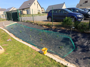 Photo de galerie - Plantations de fraises