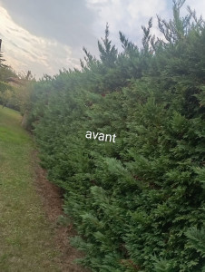 Photo de galerie - Taille de haies et d'arbustes