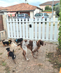 Photo de galerie - Garde chien