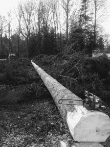 Photo de galerie - Elagage et coupe d'arbres