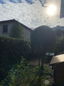 Photo de galerie - Taille de haie et d’un Olivier 