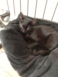 Photo de galerie - Julio, un chat gardé