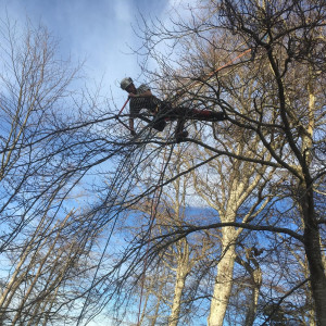 Photo de galerie - Une taille d'adaptation de Hêtre au sécateur de force, sur corde.