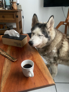 Photo de galerie - Garde animaux