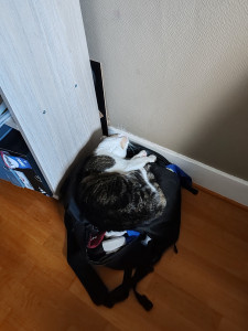 Photo de galerie - Garde chat