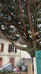Photo de galerie - Abattage de sapin 16 mètre 