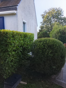 Photo de galerie - Taille de haies et d'arbustes