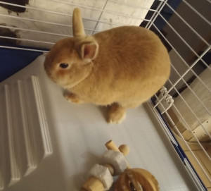 Photo de galerie - Garde animaux