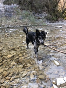 Photo de galerie - Garde chien