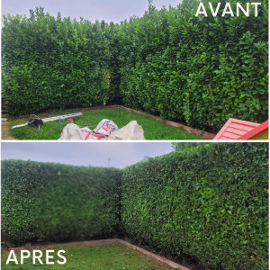 Photo de galerie - Taille de haies et d'arbustes