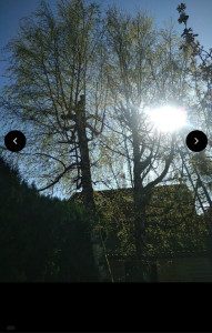 Photo de galerie - Elagage et coupe d'arbres