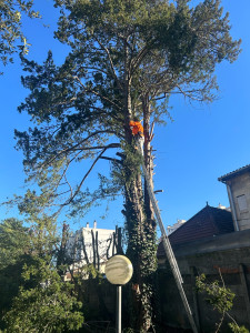 Photo de galerie - Abattage d'arbres, 20 m