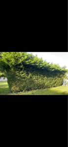 Photo de galerie - Taille de haies et d'arbustes