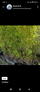 Photo de galerie - Coupe de bambou 
