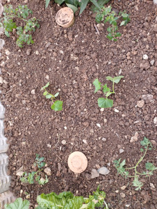 Photo de galerie - Entretien du potager!