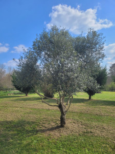 Photo de galerie - Taille d'un olivier